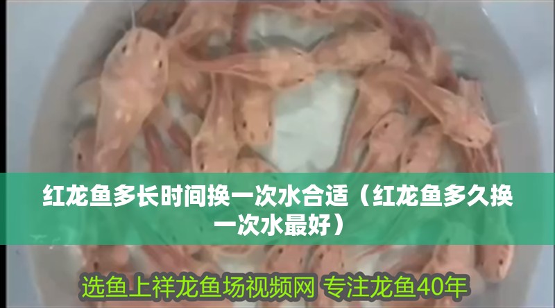 紅龍魚多長時間換一次水合適（紅龍魚多久換一次水最好）