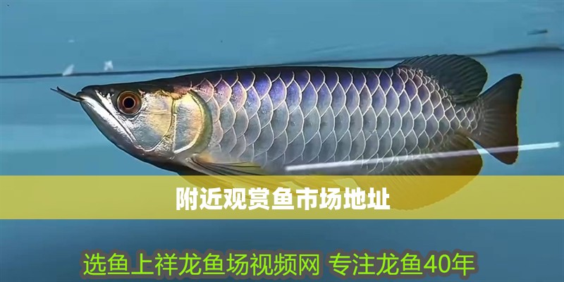 附近觀賞魚市場地址