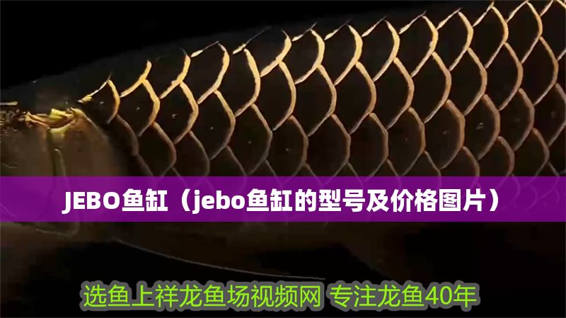 JEBO魚缸（jebo魚缸的型號(hào)及價(jià)格圖片）