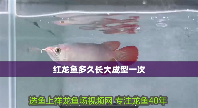 紅龍魚多久長大成型一次