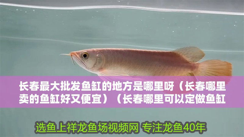 長(zhǎng)春最大批發(fā)魚(yú)缸的地方是哪里呀（長(zhǎng)春哪里賣(mài)的魚(yú)缸好又便宜）（長(zhǎng)春哪里可以定做魚(yú)缸） 長(zhǎng)春最大批發(fā)魚(yú)缸的地方是哪里呀（長(zhǎng)春哪里賣(mài)的魚(yú)缸好又便宜）（長(zhǎng)春哪里可以定做魚(yú)缸） 魚(yú)缸百科