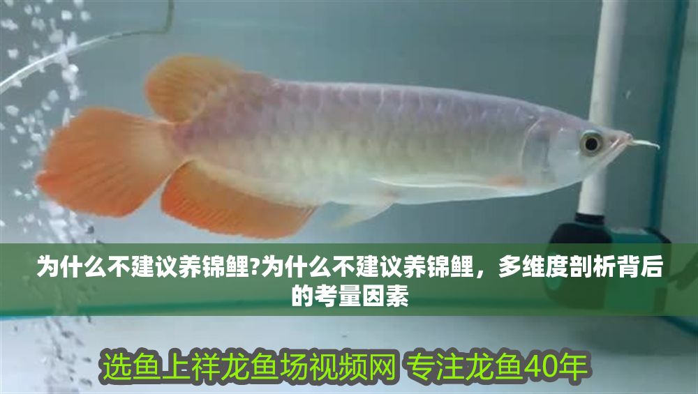 詳細閱讀:為什么不建議養錦鯉?為什么不建議養錦鯉,多維度剖析背后的考量因素 為什么不建議養錦鯉?為什么不建議養錦鯉,多維度剖析背后的考量因素