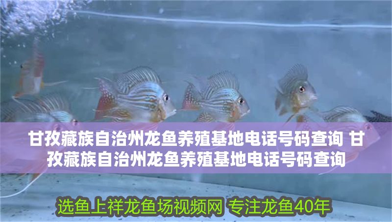 甘孜藏族自治州龍魚養殖基地電話號碼查詢 甘孜藏族自治州龍魚養殖基地電話號碼查詢