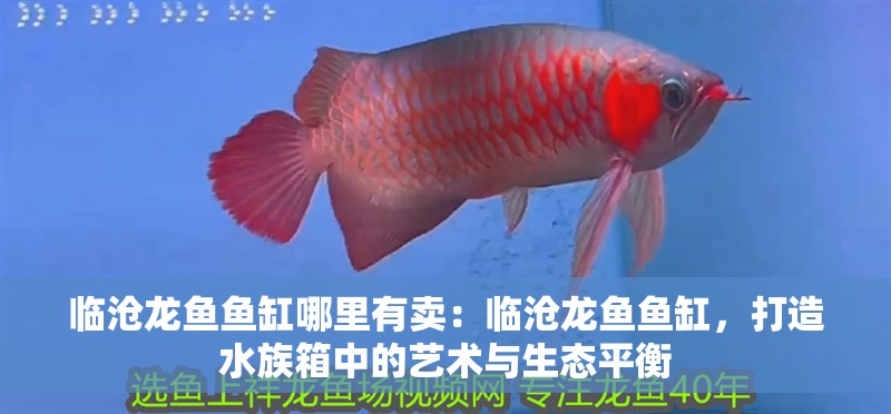 臨滄龍魚魚缸哪里有賣：臨滄龍魚魚缸，打造水族箱中的藝術與生態(tài)平衡