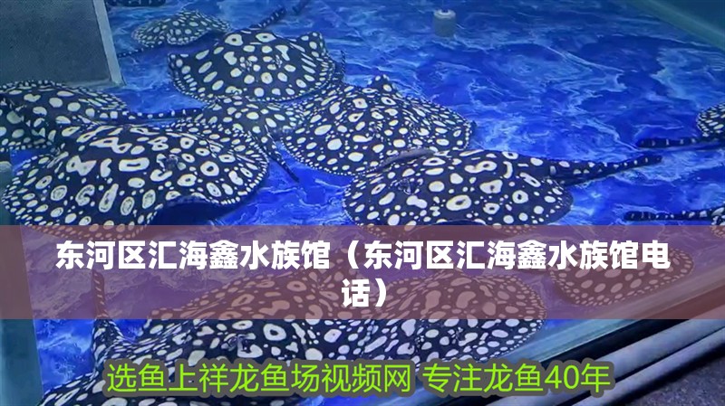 東河區(qū)匯海鑫水族館（東河區(qū)匯海鑫水族館電話）