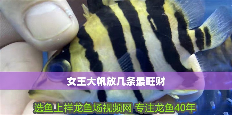 女王大帆放幾條最旺財