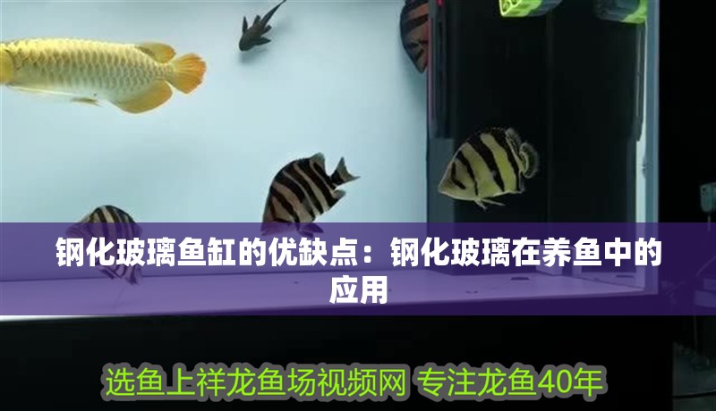 鋼化玻璃魚缸的優(yōu)缺點(diǎn)：鋼化玻璃在養(yǎng)魚中的應(yīng)用 鋼化玻璃魚缸的優(yōu)缺點(diǎn)：鋼化玻璃在養(yǎng)魚中的應(yīng)用 魚缸百科