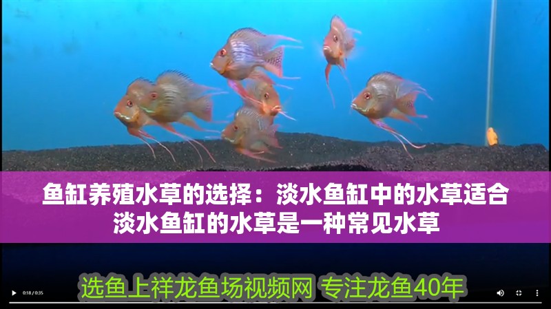 魚缸養殖水草的選擇：淡水魚缸中的水草適合淡水魚缸的水草是一種常見水草 魚缸養殖水草的選擇：淡水魚缸中的水草適合淡水魚缸的水草是一種常見水草 魚缸百科