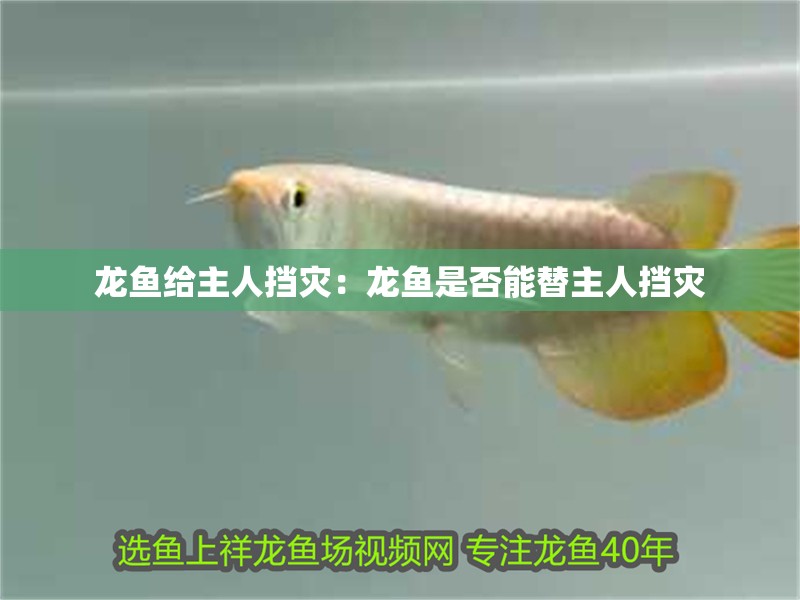 龍魚給主人擋災：龍魚是否能替主人擋災