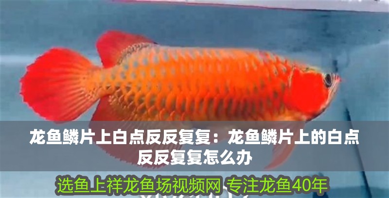 龍魚鱗片上白點反反復復：龍魚鱗片上的白點反反復復怎么辦