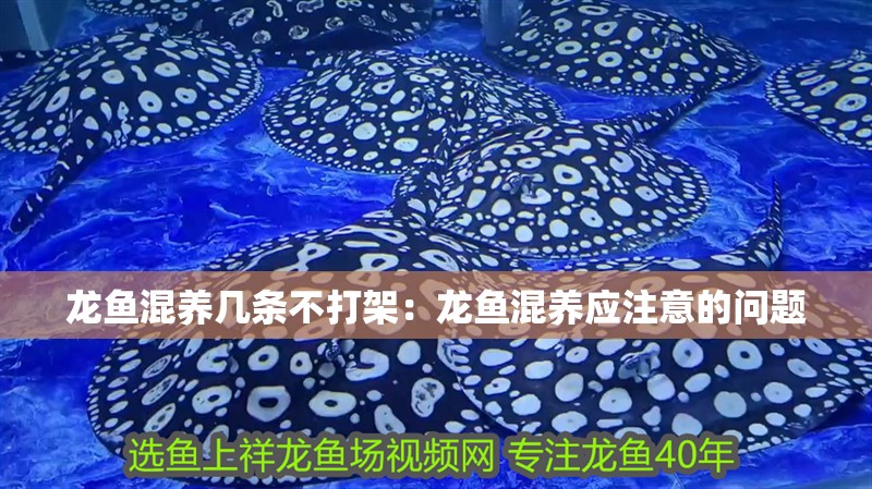 龍魚混養幾條不打架：龍魚混養應注意的問題