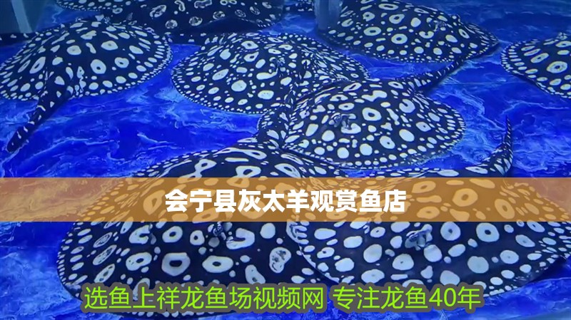 會寧縣灰太羊觀賞魚店