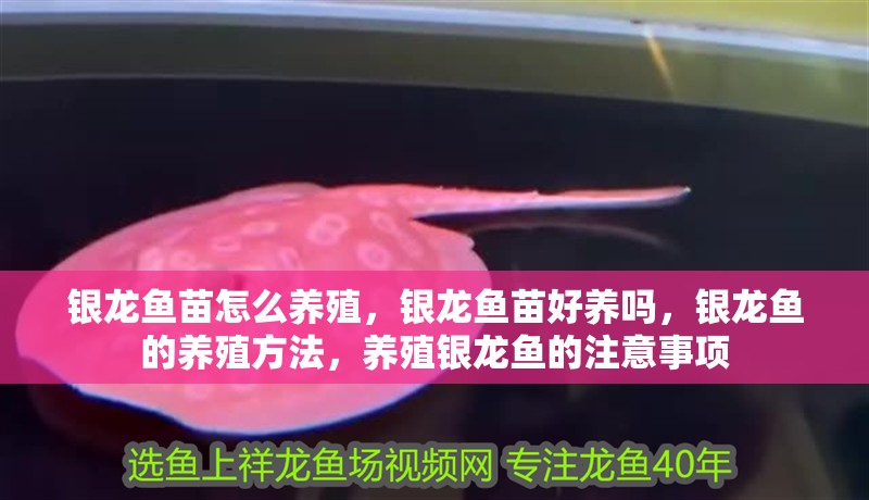 銀龍魚苗怎么養殖，銀龍魚苗好養嗎，銀龍魚的養殖方法，養殖銀龍魚的注意事項