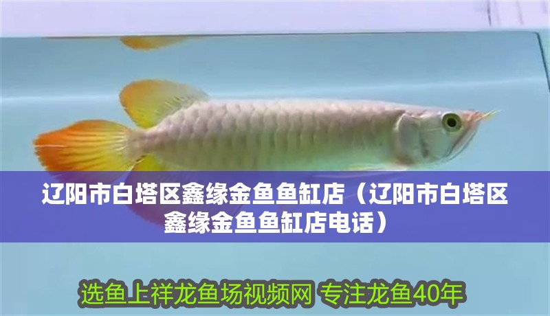 遼陽市白塔區鑫緣金魚魚缸店（遼陽市白塔區鑫緣金魚魚缸店電話） 遼陽市白塔區鑫緣金魚魚缸店（遼陽市白塔區鑫緣金魚魚缸店電話） 全國水族館企業名錄