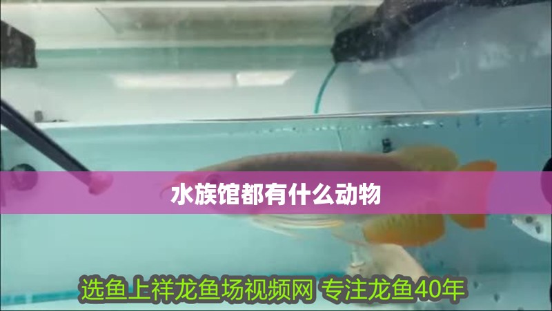 水族館都有什么動(dòng)物 水族館都有什么動(dòng)物 龍魚論壇