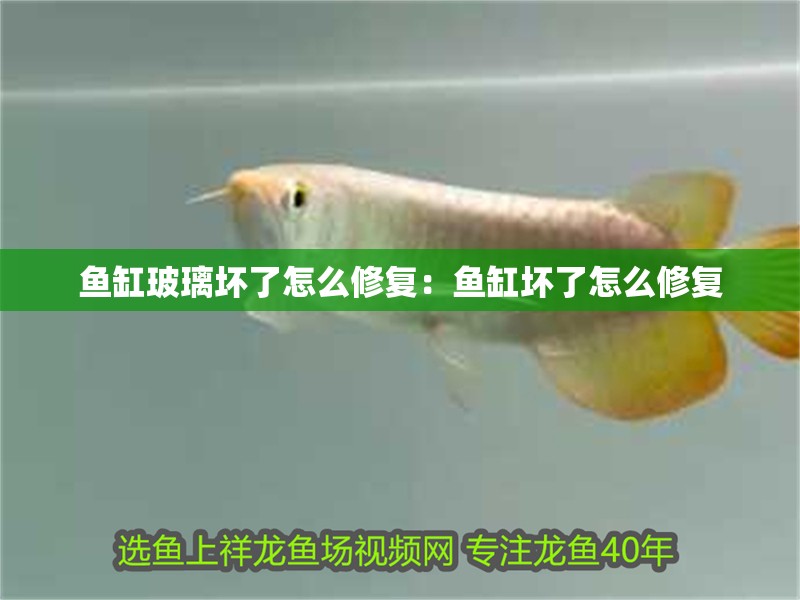 魚缸玻璃壞了怎么修復：魚缸壞了怎么修復 魚缸玻璃壞了怎么修復：魚缸壞了怎么修復 魚缸百科
