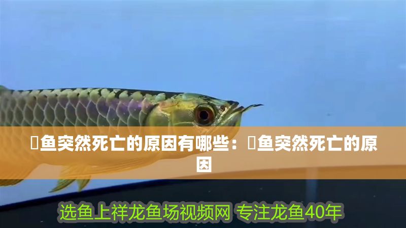 魟魚突然死亡的原因有哪些：魟魚突然死亡的原因