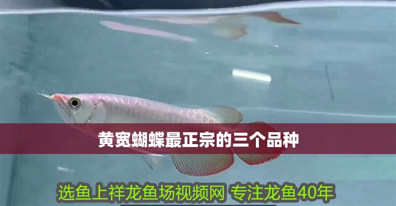 黃寬蝴蝶最正宗的三個品種