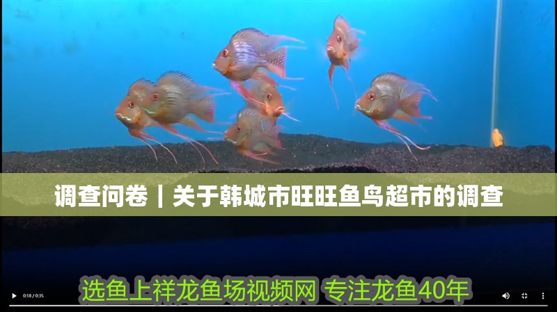 調查問卷｜關于韓城市旺旺魚鳥超市的調查