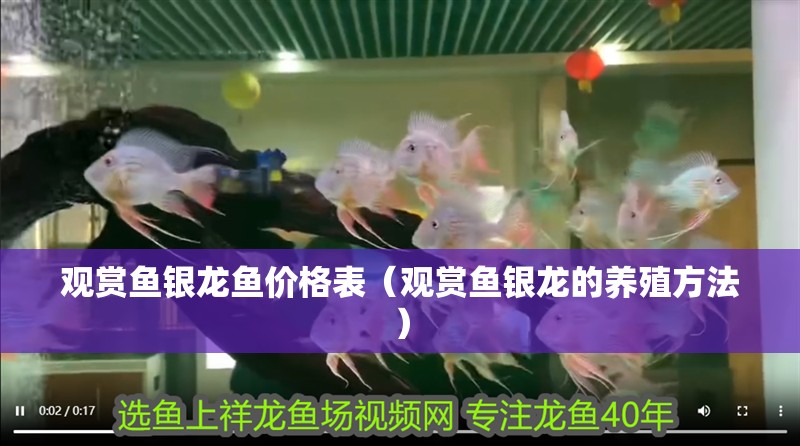 觀賞魚銀龍魚價格表（觀賞魚銀龍的養殖方法）
