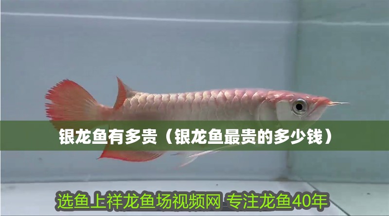 印度尼西亞紅龍魚價格 銀龍魚有多貴(銀龍魚最貴的多少錢) 銀龍魚百科 銀龍魚有多貴(銀龍魚最貴的多少錢) 銀龍魚有多貴(銀龍魚最貴的多少錢) 銀龍魚百科