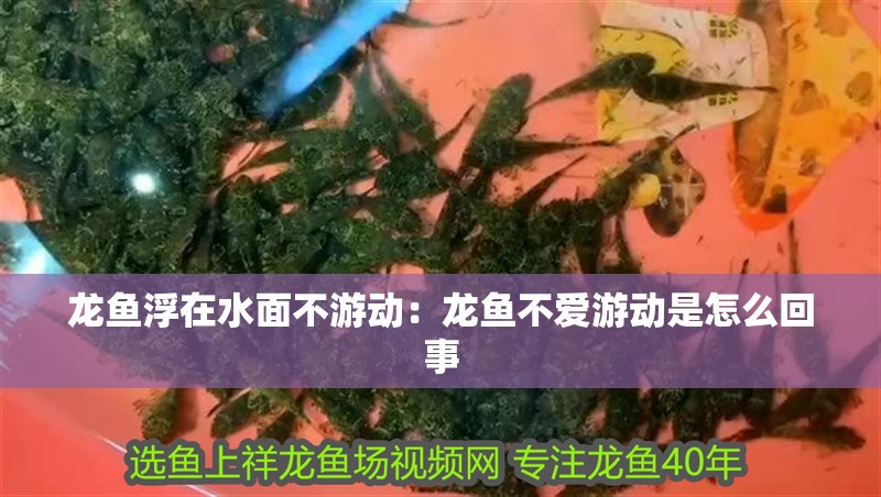 龍魚浮在水面不游動：龍魚不愛游動是怎么回事