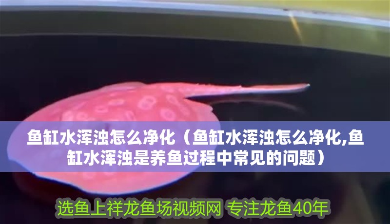 魚缸水渾濁怎么凈化（魚缸水渾濁怎么凈化,魚缸水渾濁是養(yǎng)魚過程中常見的問題）