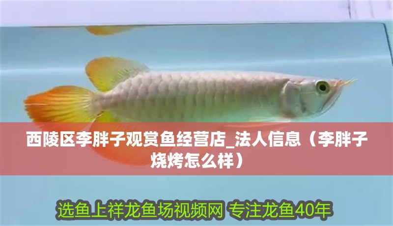 西陵區李胖子觀賞魚經營店_法人信息（李胖子燒烤怎么樣）