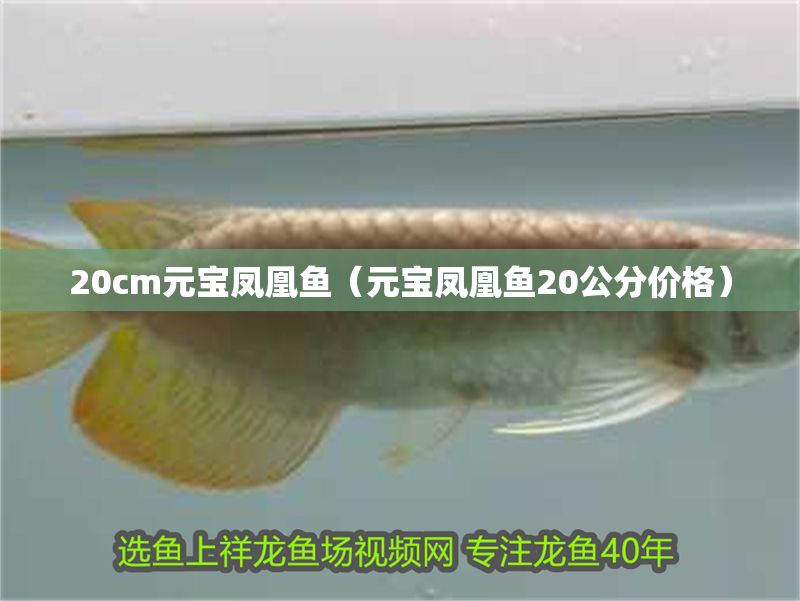 20cm元寶鳳凰魚（元寶鳳凰魚20公分價格）