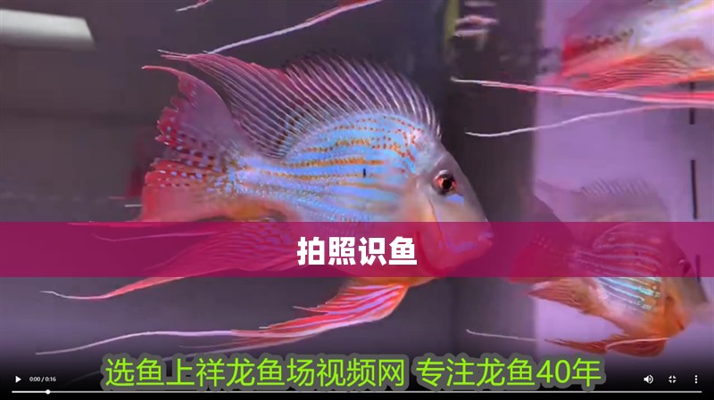 拍照識魚