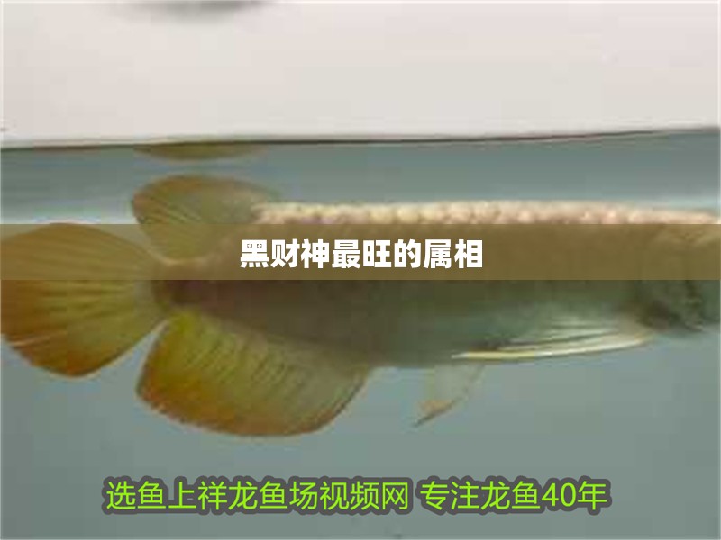 黑財神最旺的屬相
