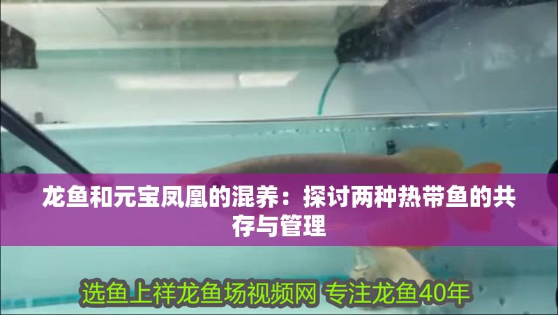 龍魚和元寶鳳凰的混養：探討兩種熱帶魚的共存與管理