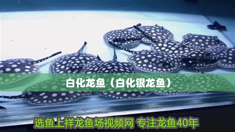 白化龍魚（白化銀龍魚） 白化龍魚（白化銀龍魚） 銀龍魚百科