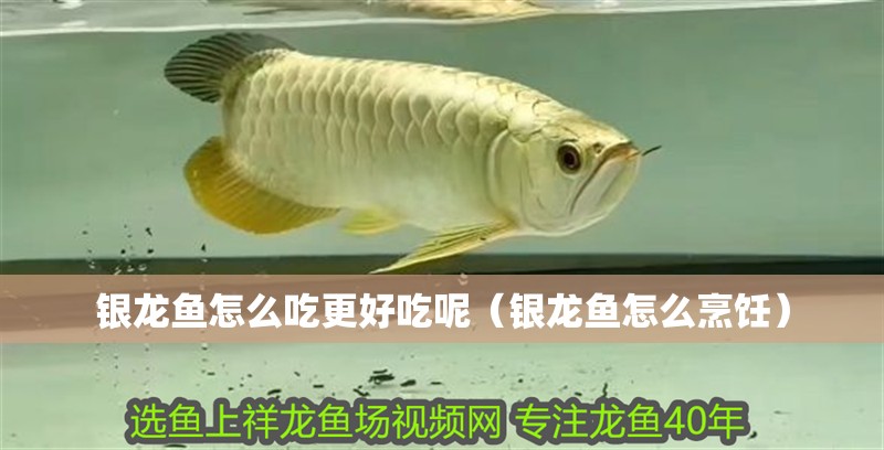 銀龍魚怎么吃更好吃呢（銀龍魚怎么烹飪） 銀龍魚怎么吃更好吃呢（銀龍魚怎么烹飪） 銀龍魚百科
