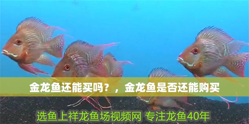 金龍魚(yú)還能買(mǎi)嗎？，金龍魚(yú)是否還能購(gòu)買(mǎi)