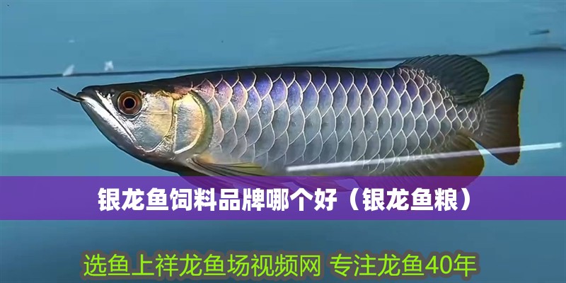 銀龍魚飼料品牌哪個好（銀龍魚糧）