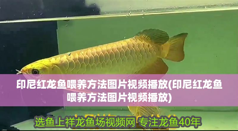 印尼紅龍魚喂養(yǎng)方法圖片視頻播放(印尼紅龍魚喂養(yǎng)方法圖片視頻播放)