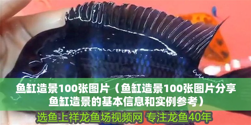 魚缸造景100張圖片（魚缸造景100張圖片分享魚缸造景的基本信息和實例參考）