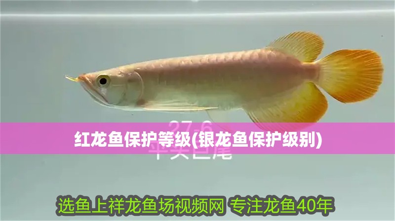 紅龍魚保護等級(銀龍魚保護級別)