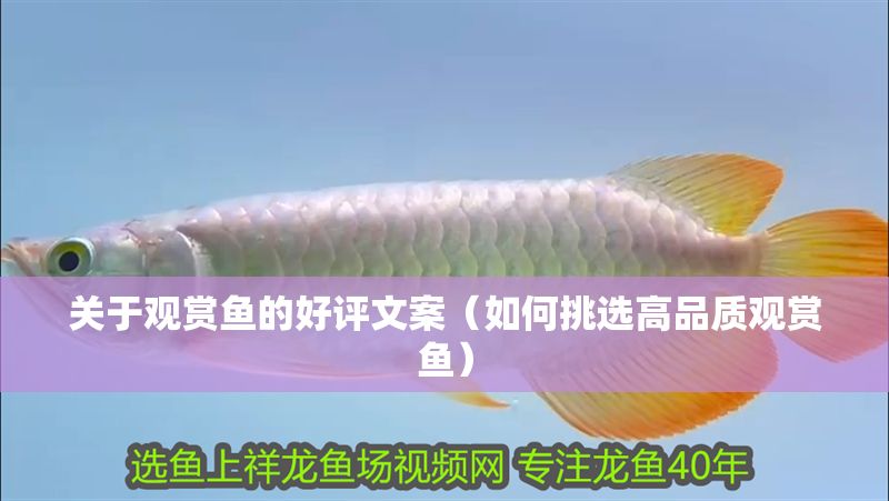 關于觀賞魚的好評文案（如何挑選高品質觀賞魚）