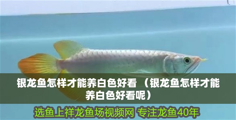 銀龍魚怎樣才能養白色好看 （銀龍魚怎樣才能養白色好看呢）