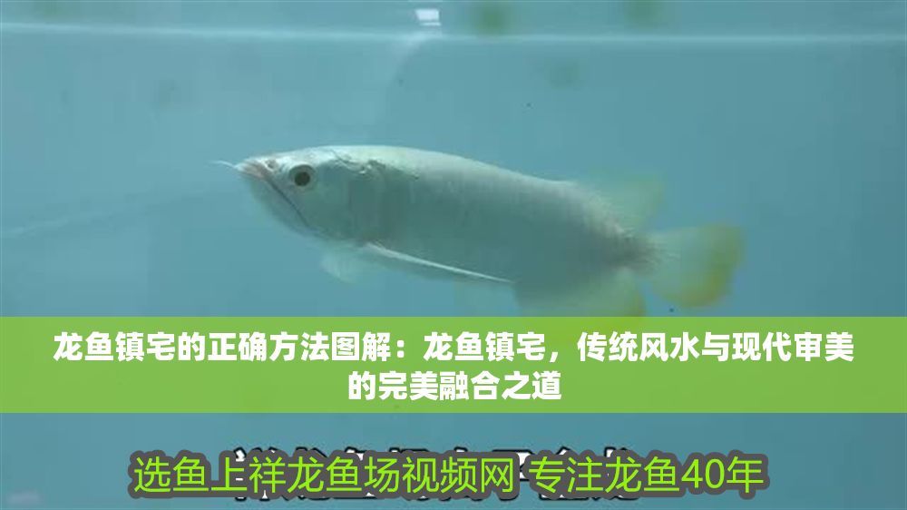 龍魚鎮宅的正確方法圖解：龍魚鎮宅，傳統風水與現代審美的完美融合之道 龍魚鎮宅的正確方法圖解：龍魚鎮宅，傳統風水與現代審美的完美融合之道 龍魚百科 第1張