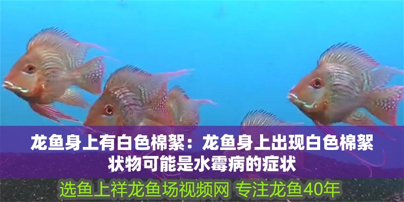 魚缸用增氧泵價格是多少:魚缸增氧機-xtrac增氧機-xtrac增氧機 龍魚身上有白色棉絮:龍魚身上出現白色棉絮狀物可能是水霉病的癥狀 龍魚百科 龍魚身上有白色棉絮:龍魚身上出現白色棉絮狀物可能是水霉病的癥狀 龍魚身上有白色棉絮:龍魚身上出現白色棉絮狀物可能是水霉病的癥狀 龍魚百科