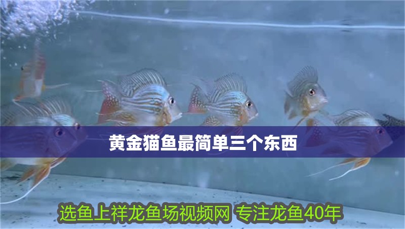 黃金貓魚最簡單三個東西