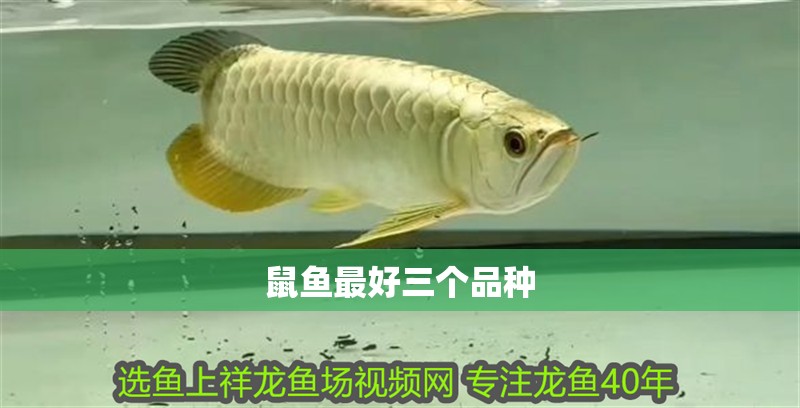 鼠魚最好三個品種