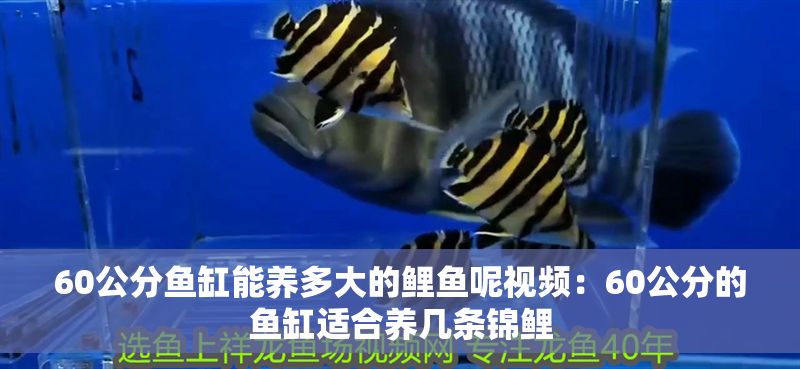 60公分魚缸能養多大的鯉魚呢視頻：60公分的魚缸適合養幾條錦鯉