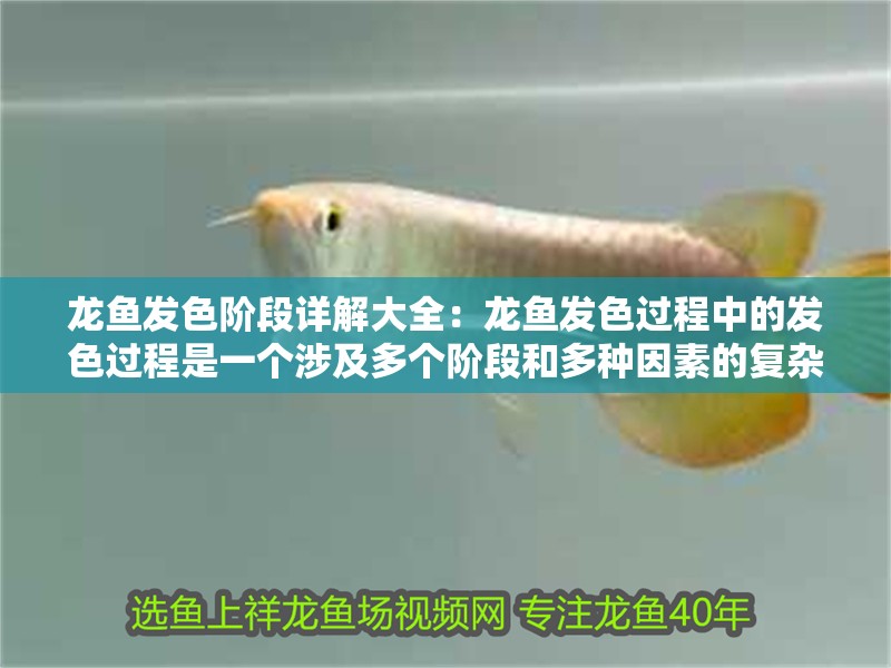 龍魚發色階段詳解大全：龍魚發色過程中的發色過程是一個涉及多個階段和多種因素的復雜過程 龍魚發色階段詳解大全：龍魚發色過程中的發色過程是一個涉及多個階段和多種因素的復雜過程 龍魚百科