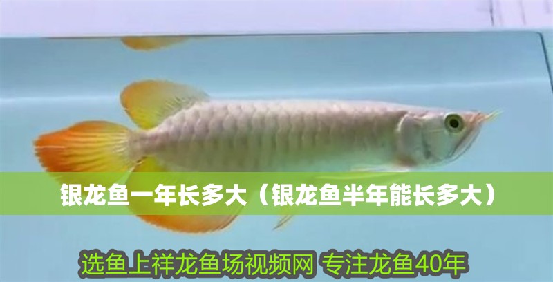 銀龍魚一年長多大（銀龍魚半年能長多大）
