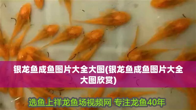 銀龍魚成魚圖片大全大圖(銀龍魚成魚圖片大全大圖欣賞) 銀龍魚百科 第1張 銀龍魚成魚圖片大全大圖(銀龍魚成魚圖片大全大圖欣賞) 銀龍魚成魚圖片大全大圖(銀龍魚成魚圖片大全大圖欣賞) 銀龍魚百科 第1張