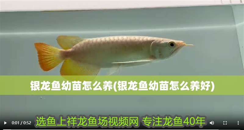銀龍魚幼苗怎么養(銀龍魚幼苗怎么養好)